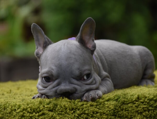 Evlana Big Rope French Bulldog