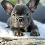 Evlana-female-french-bulldog-puppy-for-sale-1 (1)