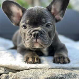 Evlana French Bulldog
