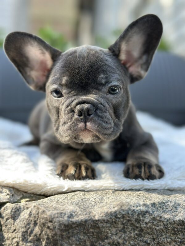 Evlana French Bulldog