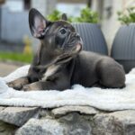 Evlana-female-french-bulldog-puppy-for-sale-1 (2)
