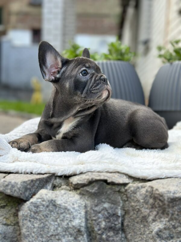 Evlana French Bulldog