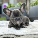 Evlana-female-french-bulldog-puppy-for-sale-1 (3)