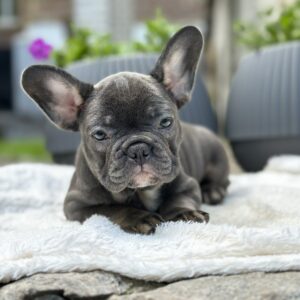 Evlana French Bulldog