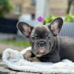 Evlana-female-french-bulldog-puppy-for-sale-1 (4)