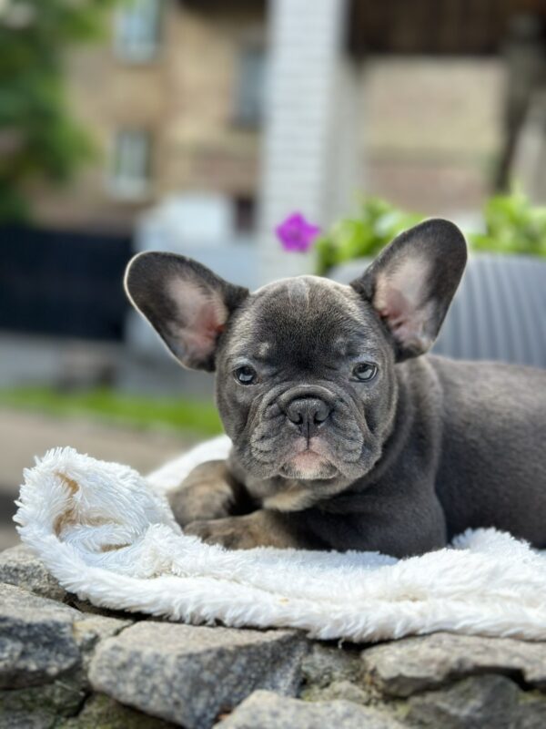 Evlana French Bulldog