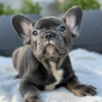 Evlana-female-french-bulldog-puppy-for-sale-1 (5)