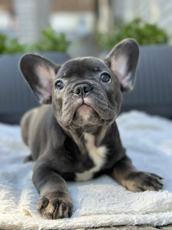 Evlana French Bulldog