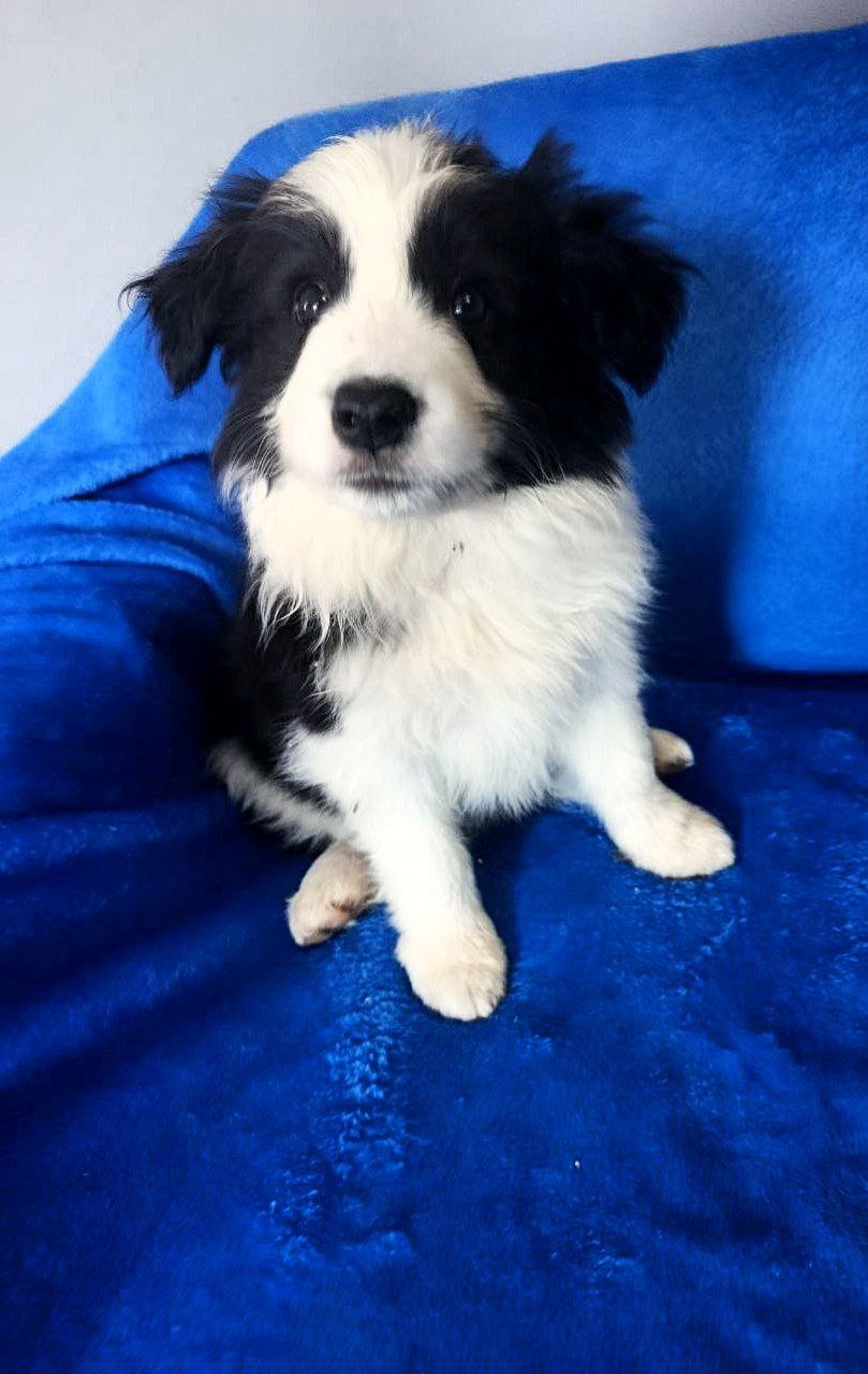 Collie Pups Champion Border Collie Breeders Fanta Purebred, Healthy Border  Collie Puppy For Sale, image size:809x1280