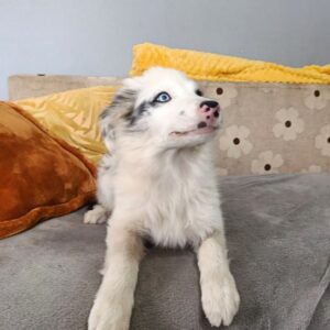 Felix Border Collie