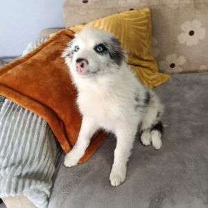 Felix Border Collie