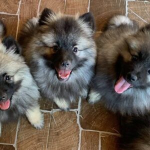Female Litter Keeshond Wolf Spitz