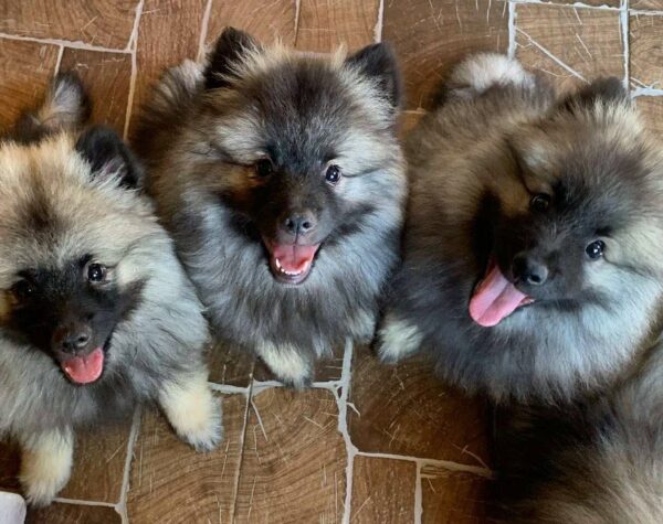 Female Litter Keeshond Wolf Spitz