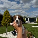 Ferz-male-Jack-Russell-Terrier-puppy-for-sale-1
