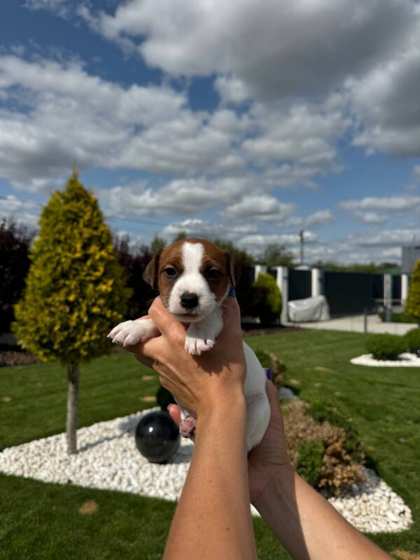 Ferz Jack Russell Terrier