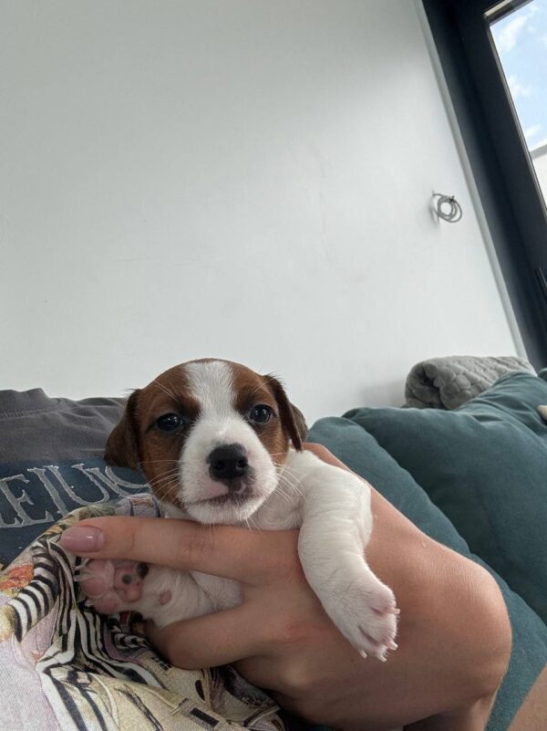 Ferz Jack Russell Terrier