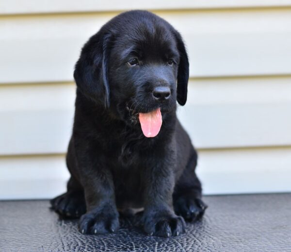Fil Labrador Retriever
