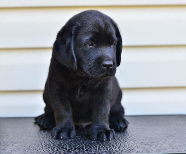 Fil Labrador Retriever