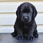 Deni Labrador Retriever