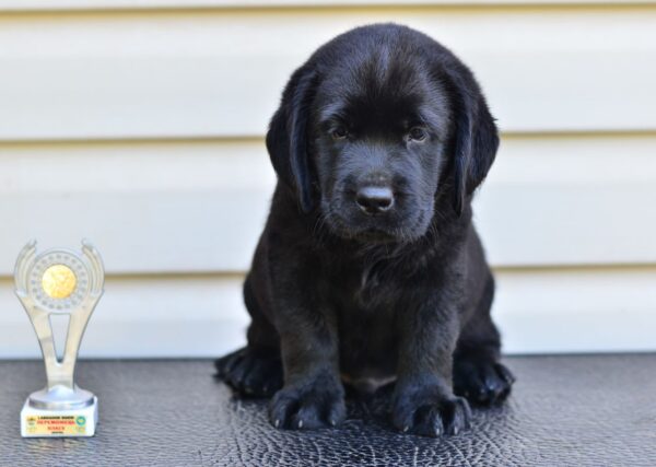 Fil Labrador Retriever