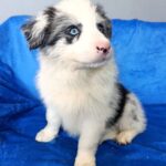 Aisha Border Collie