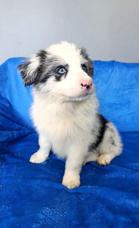 Freddie Border Collie Freddie Border Collie