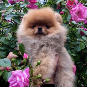 Frederick Pomeranian
