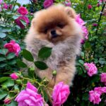 Frederick-male-Pomeranian-puppy-for-sale-2