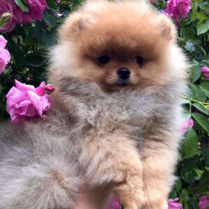 Frederick Pomeranian