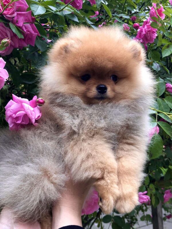 Frederick Pomeranian