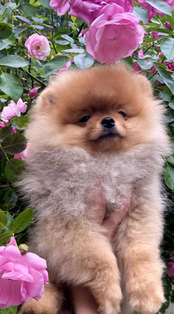 Frederick Pomeranian