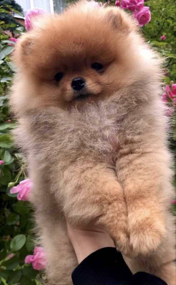 Frederick Pomeranian