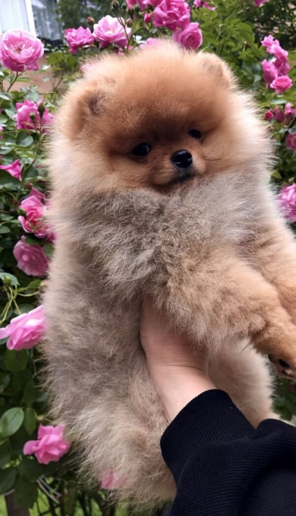 Frederick Pomeranian