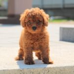 Garrett-male-miniature-poodle-puppy-for-sale-1 (1)