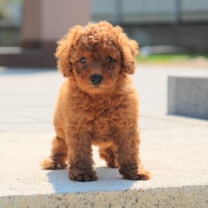 Garrett Miniature Poodle