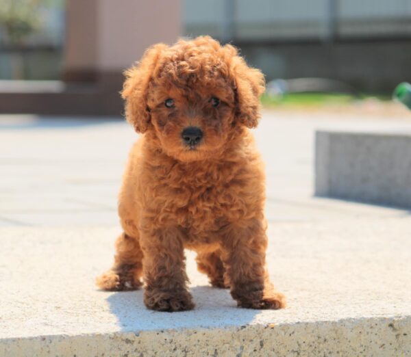 Garrett Miniature Poodle