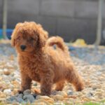 Garrett-male-miniature-poodle-puppy-for-sale-1 (2)