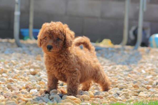 Garrett Miniature Poodle