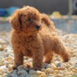 Garrett-male-miniature-poodle-puppy-for-sale-1 (3)