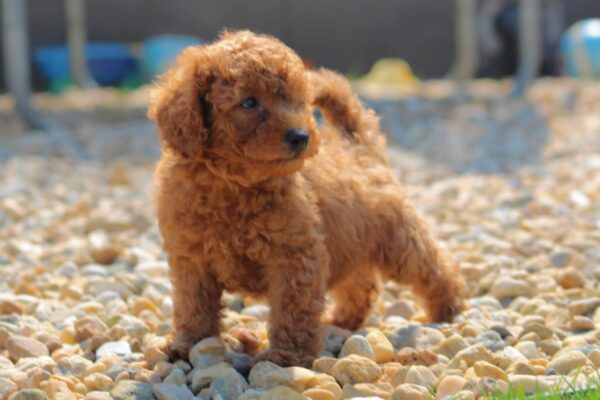 Garrett Miniature Poodle