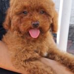 Goopy Maltipoo