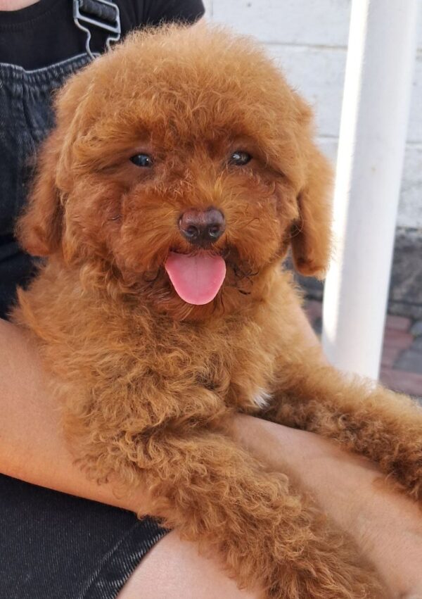 Garsy Maltipoo