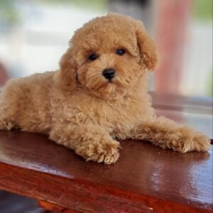 Gia Maltipoo