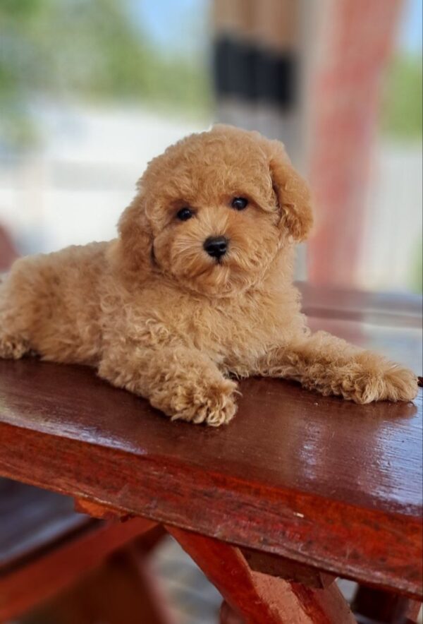 Gia Maltipoo