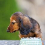 Gia-female-Miniature-Dachshund-puppy-for sale-1