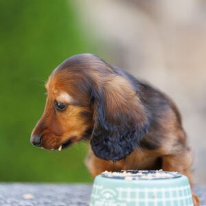 Gia Miniature Dachshund