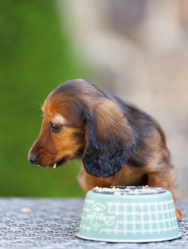 Gia Miniature Dachshund