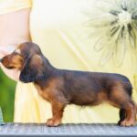 Gia-female-Miniature-Dachshund-puppy-for sale-2
