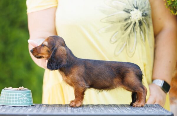 Gia Miniature Dachshund