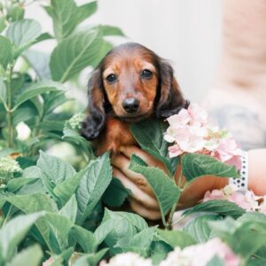 Gia Miniature Dachshund